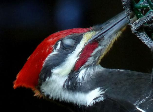 Pileated Woodpecker showing nictitating membrane.