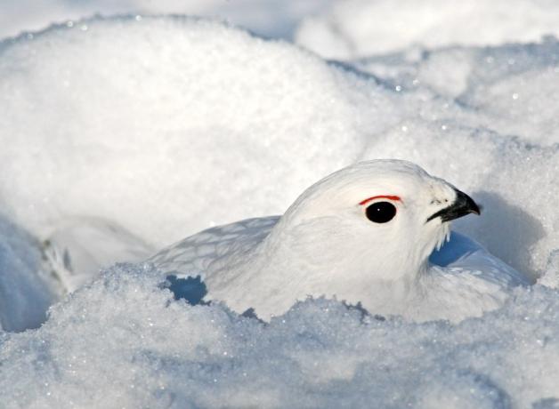 Ptarmigan in snow