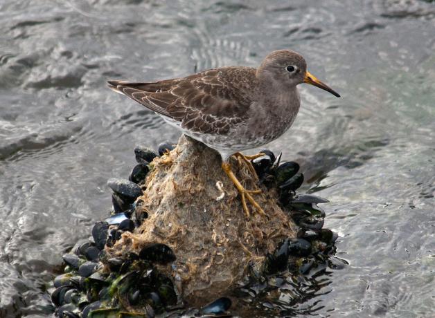 Purple Sandpiper