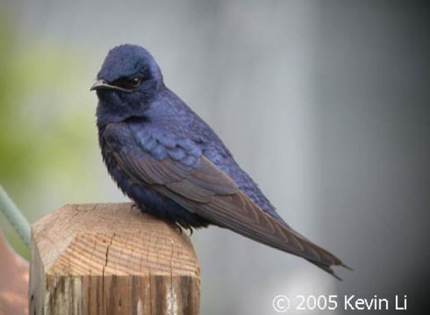 A Purple Martin