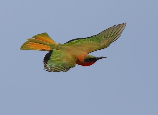 Red-throated Bee-eater