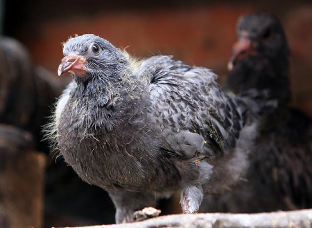 Juvenile Rock Pigeon