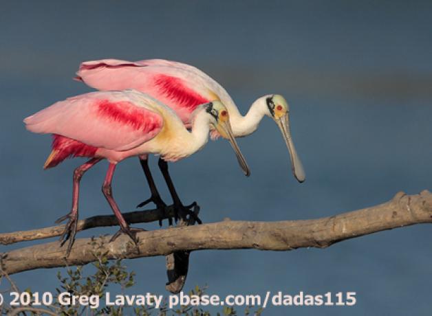 Roseate Spoonbills