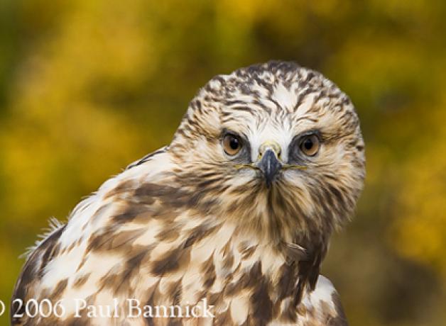 Rough-legged Hawk