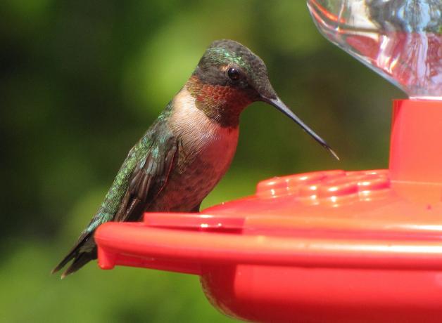 Ruby-throated Hummingbird at feeder