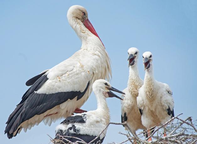 A White Stork standing in its nest with three chicks. The parent has a white body, with black on its wings, and red legs and long red beak. The White Stork chicks have dark beaks.