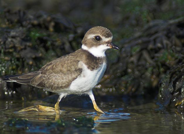 Semipalmated Plover