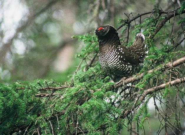 Siberian Grouse