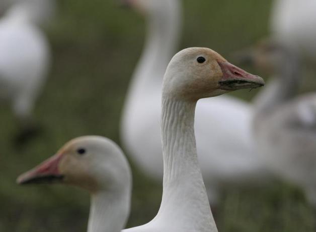 Snow Geese