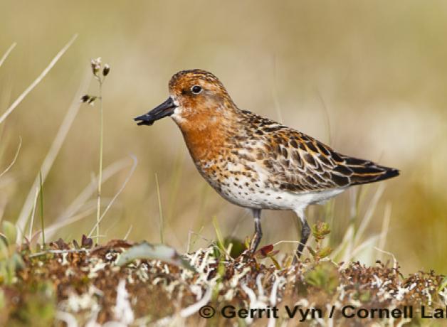Spoon-billed Sandpipers on wetland