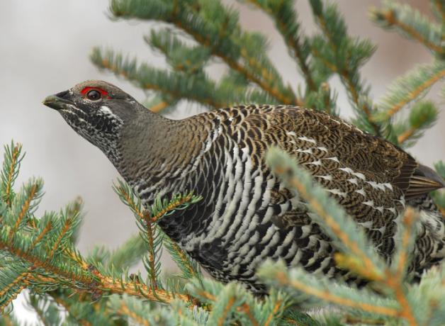 Spruce Grouse