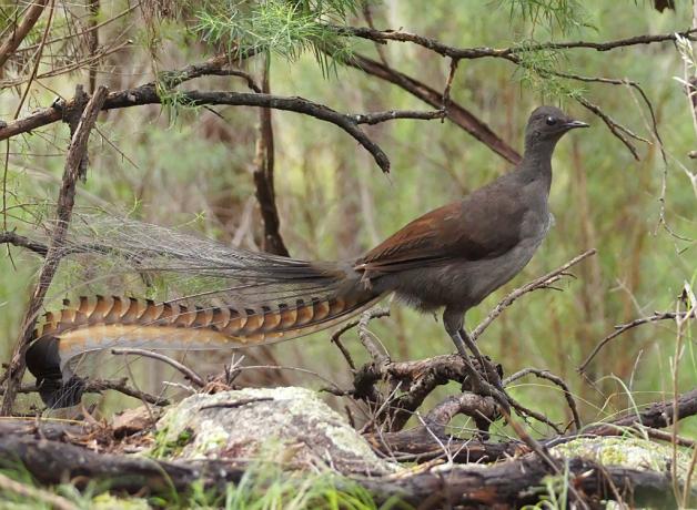 Superb Lyrebird