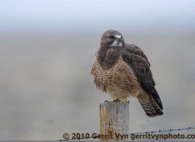 Swainson's Hawk