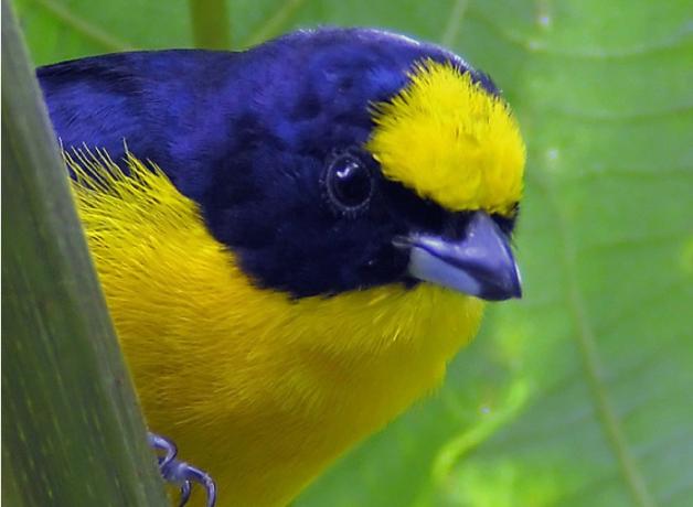 Thick-billed Euphonia