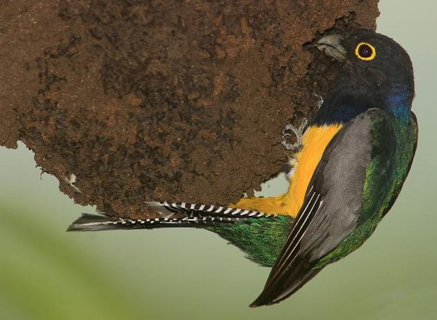 A Violaceous Trogon perched on a wasp nest