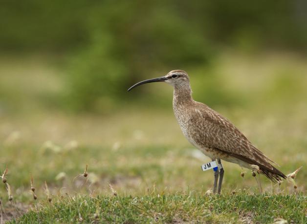 Whimbrel