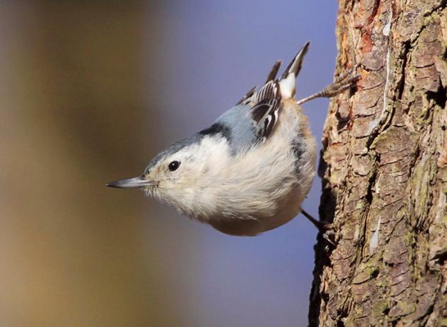 White-breasted Nuthatch