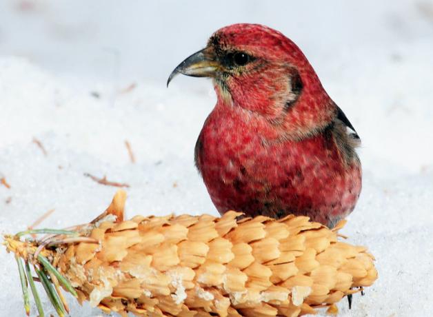 White-winged Crossbill sitting at a pinecone in snow