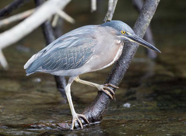 Striated Heron
