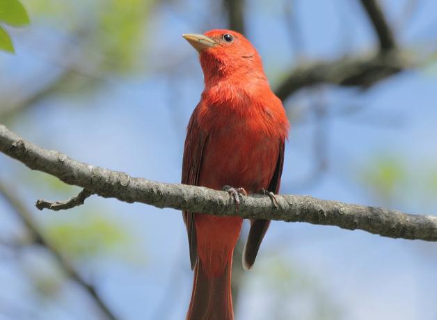 Summer Tanager, male