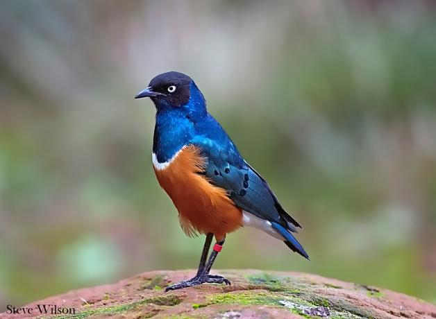 Superb Starling