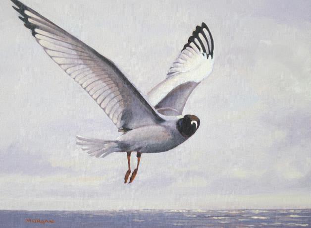 Swallow-tailed Gull painting