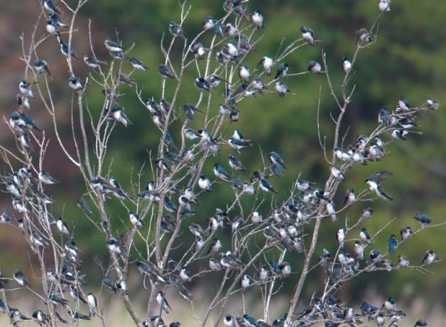 Tree Swallows roosting in trees