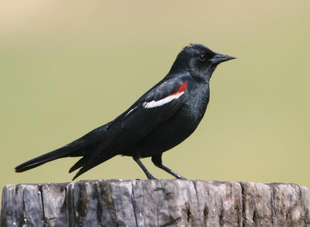 A Tricolored Blackbird seen in right profile, its black body shining in the sun, the wing showing a red patch with a white line beneath it. 