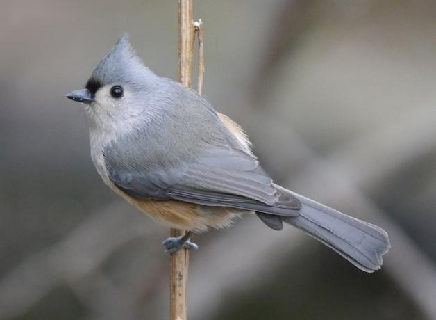Tufted Titmouse showing its grey back and perky little crest. It's perched on a branch and looks ready for takeoff.