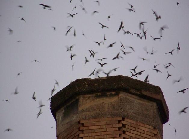 A flock of Chimney Swifts around a chimney
