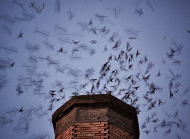 Vaux's Swifts