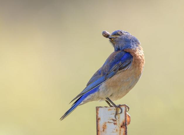 Western Bluebird with a pillbug