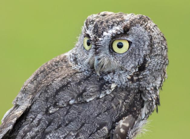Western Screech-Owl