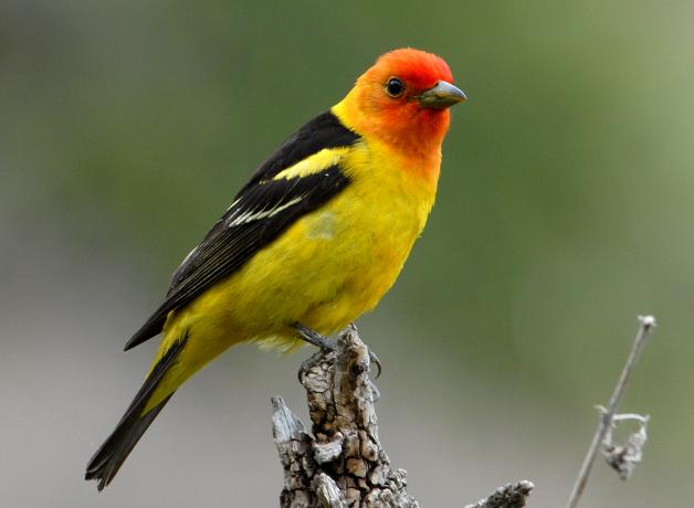 La piranga capucha roja