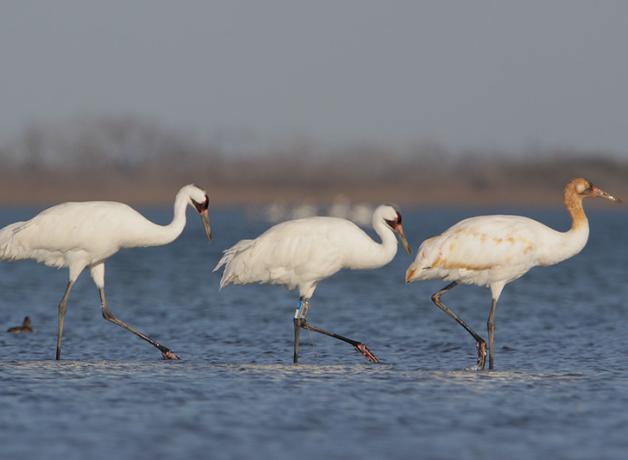 Whooping Crane family in tidelands