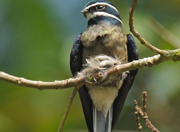 Whiskered Treeswift