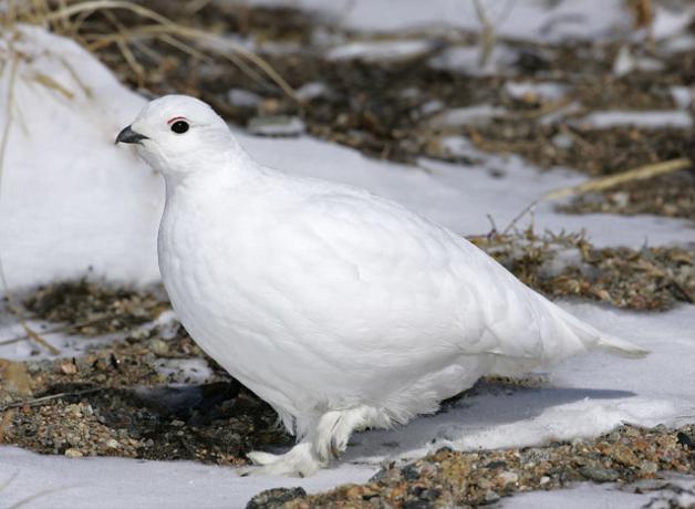 White-tailed Ptarmigan in snow-melt