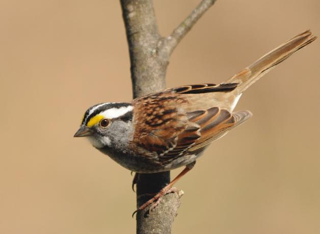White-throated Sparrow