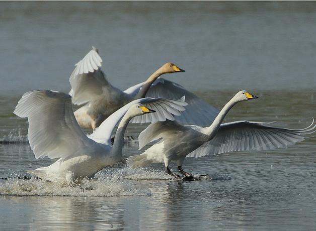 Whooper Swans