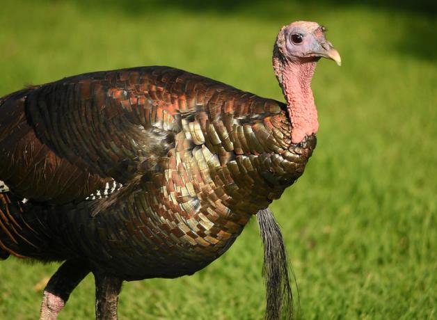 Wild Turkey