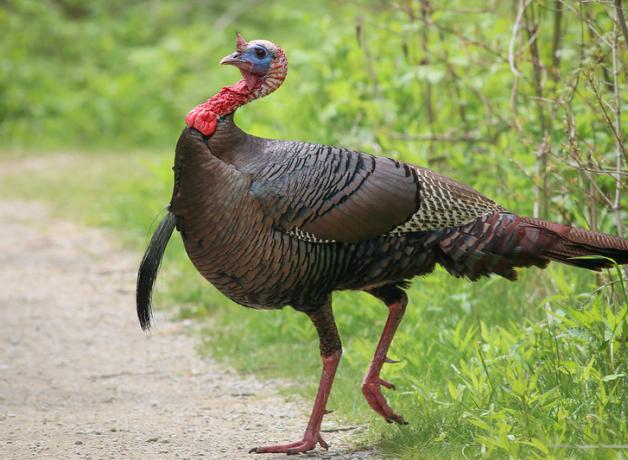 Male Wild Turkey