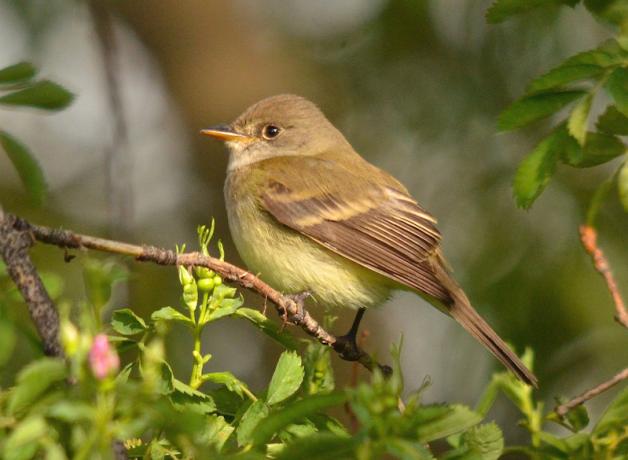 Willow Flycatcher