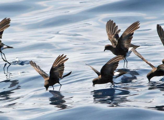 Wilson's Storm Petrel flock