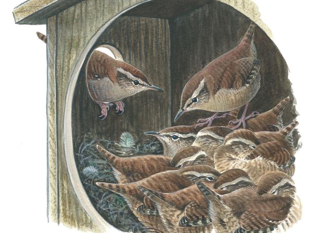 Illustration of wrens snuggling inside a nestbox on a cold night