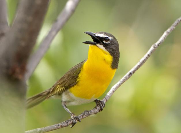 Yellow-breasted Chat