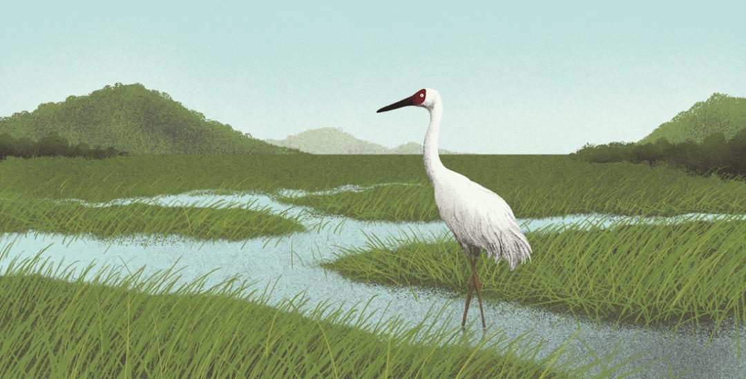 Experience the Beauty of Whooping Crane Calls: Sound Recordings  