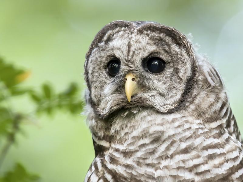 Barred Owl in Summer BirdNote