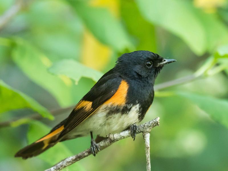 Redstart American Redstart | BirdNote