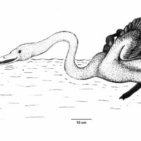 Annakacygna – The Ultimate Bird Annakacygna – The Ultimate Bird