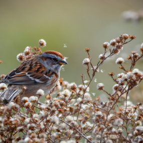 BirdNote